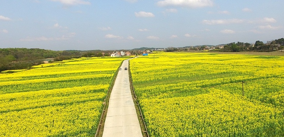 五洲油菜花